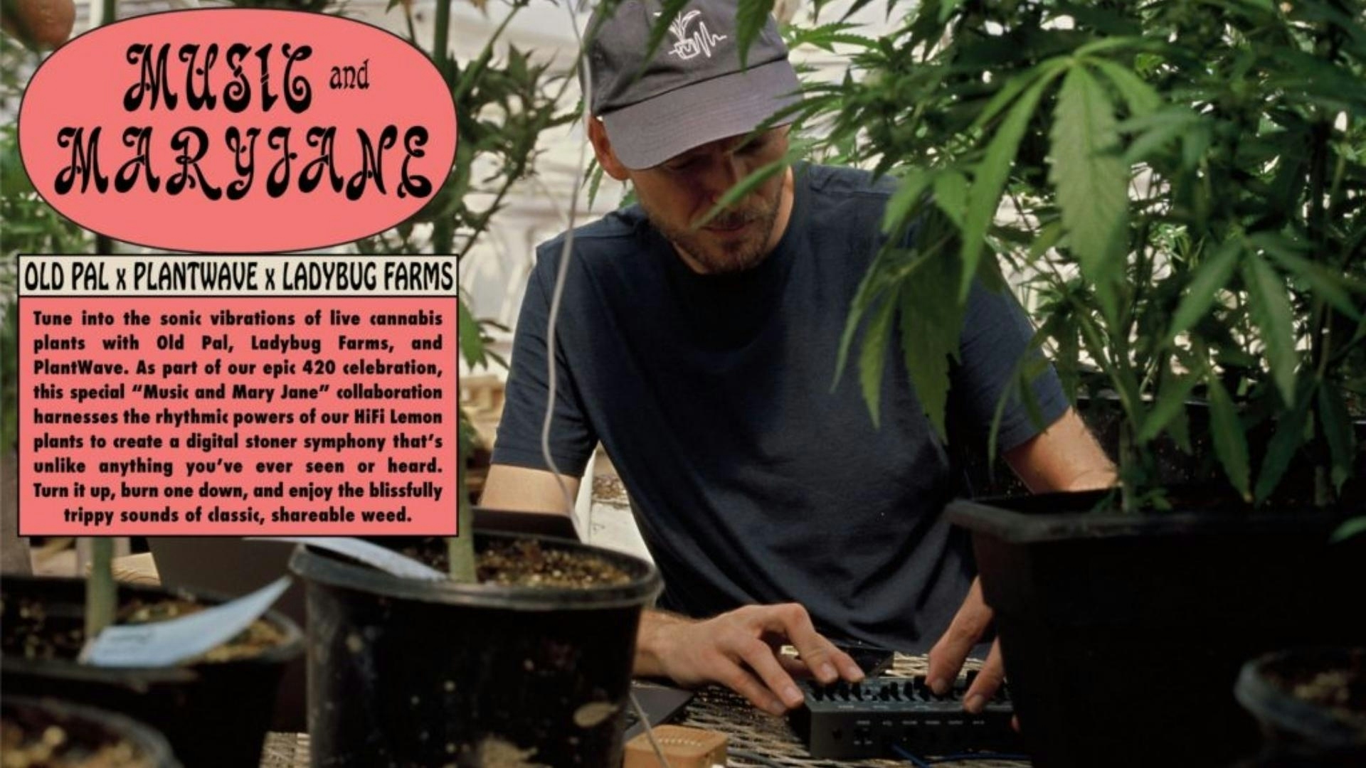 The Top Weed & Music Spotify Playlists