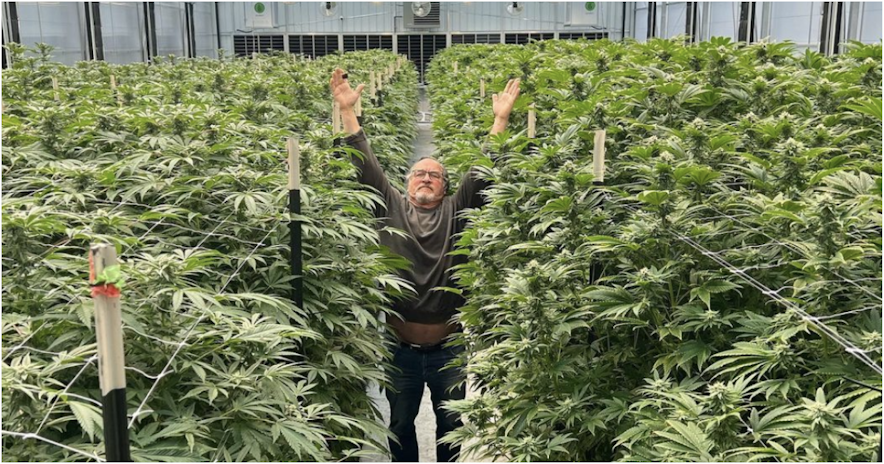 The Herbalist: Jim Belushi Is Changing The World One Cannabis Plant At A Time