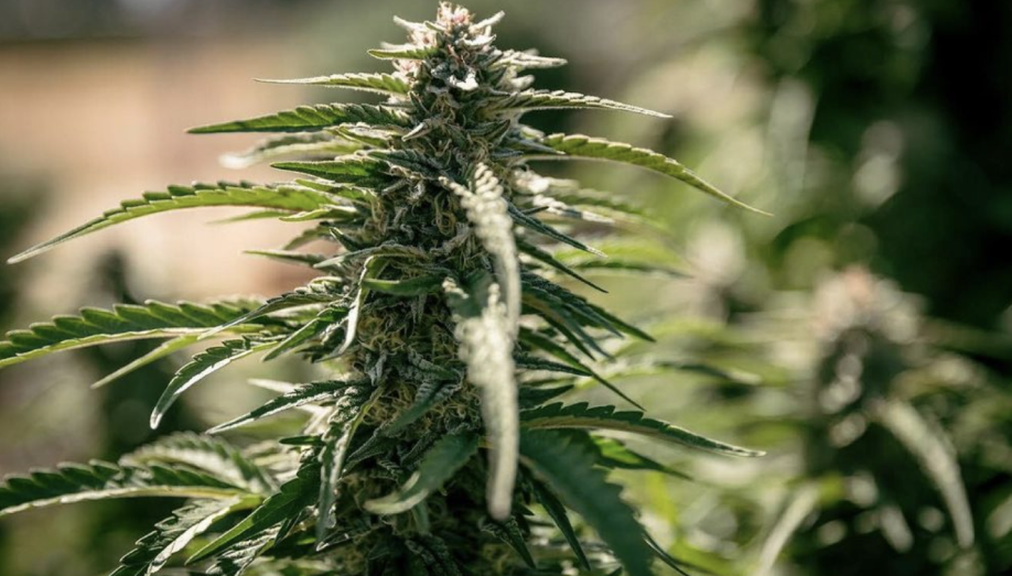 The Herbalist: Jim Belushi Is Changing The World One Cannabis Plant At A Time