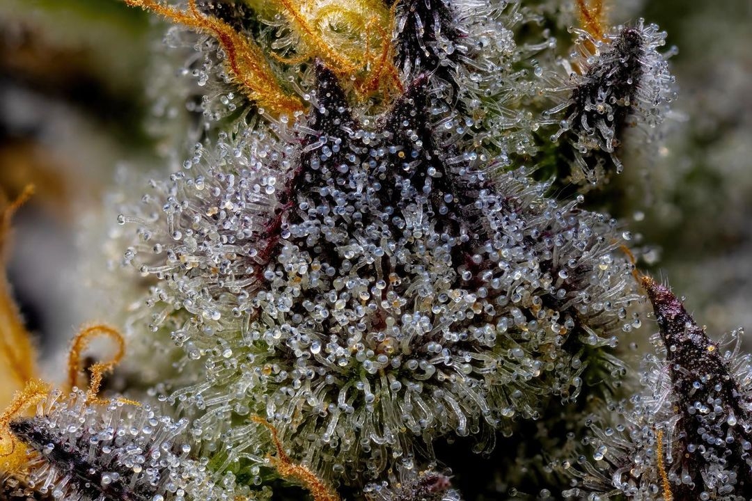 Strains Sense: Animal Mints