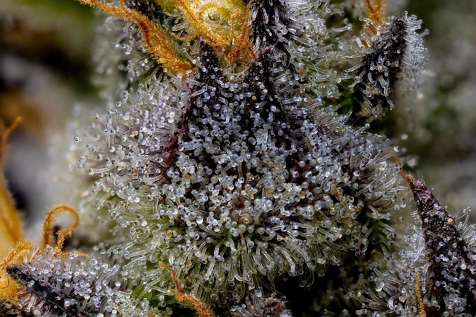 Strains Sense: Animal Mints