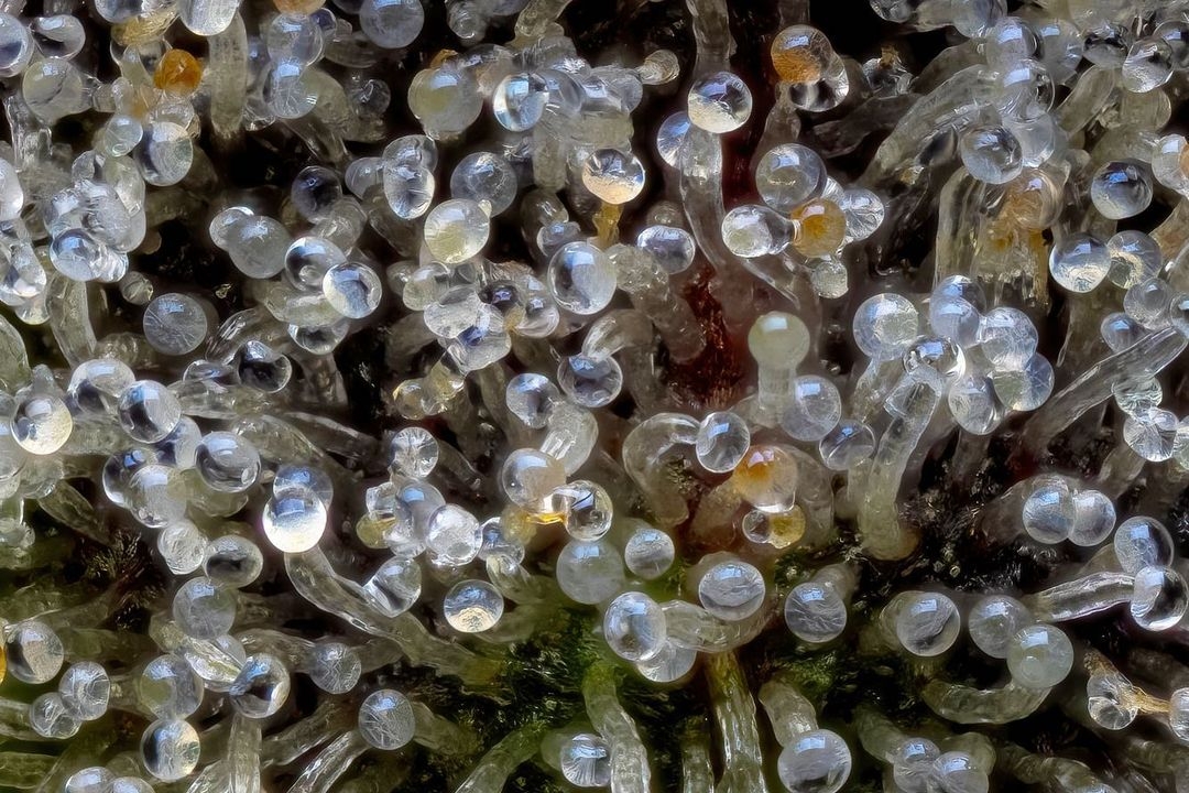 Strains Sense: Animal Mints