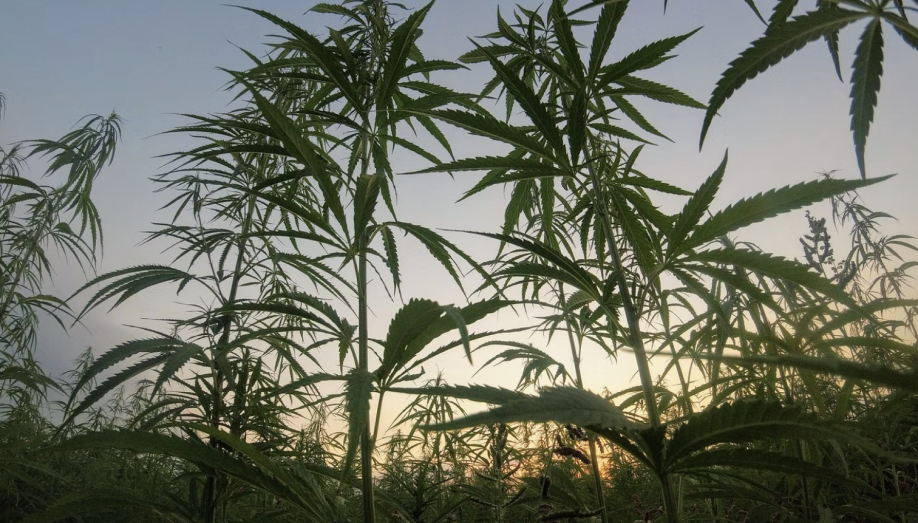 The Herbalist: Who Grows The Best Weed In California?