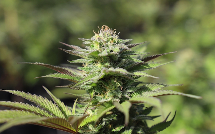 Gelati Weed Strain Information