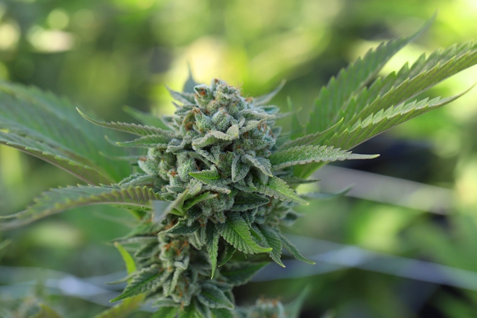 Gelati Weed Strain Information