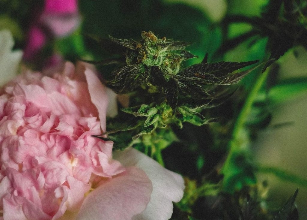 Forbidden Fruit Weed Strain Information