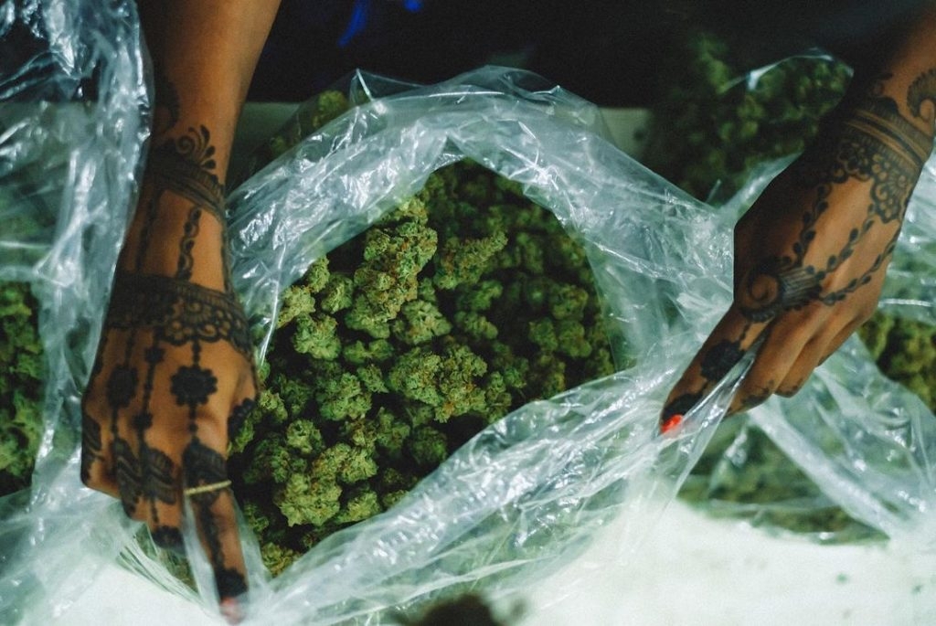 Stonerpedia: The 10 Most Common Questions Asked About Weed