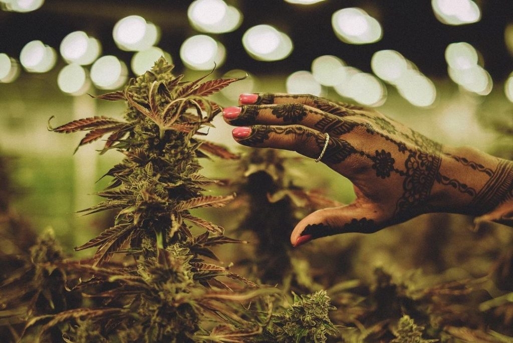 Stonerpedia: The 10 Most Common Questions Asked About Weed