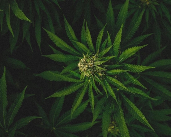Stonerpedia: The 10 Most Common Questions Asked About Weed