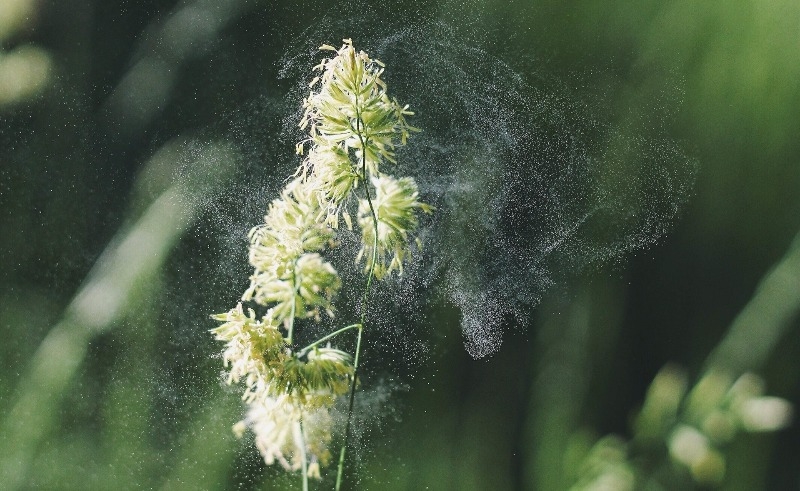 A Guide To Collecting Pollen For Your Own Homemade Strain