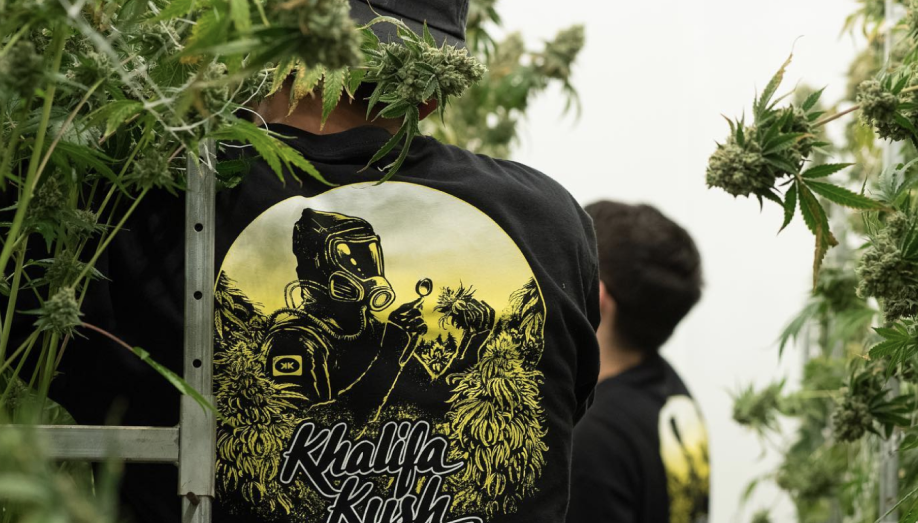 The Herbalist: Khalifa Kush Grows Some Of The Craziest Weed In North America