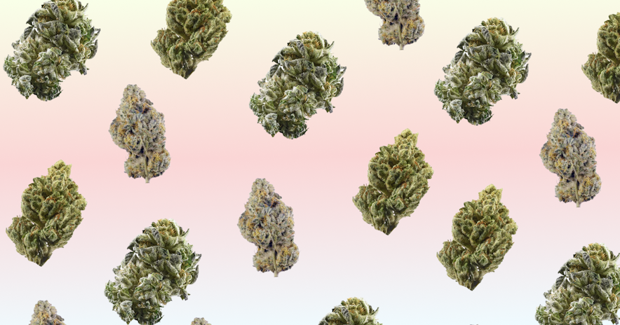 Strains Sense: Top 10 Most Popular Strains In Colorado 2025