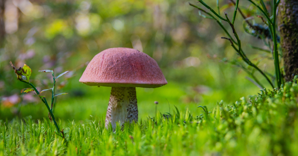 Movies & Munchies: Herb Reviews Fantastic Fungi