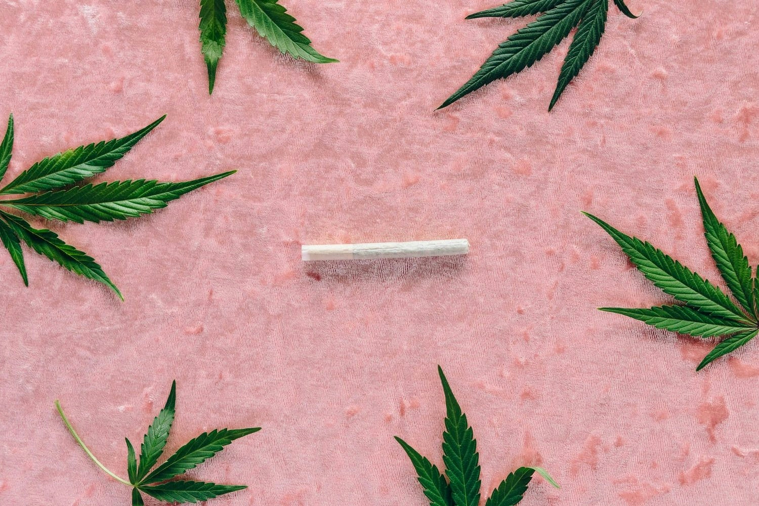 How To Grow Cannabis Buds In 5 Easy Steps