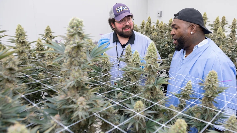 Former MLB Star David “Big Papi” Ortiz Launches Weed Brand