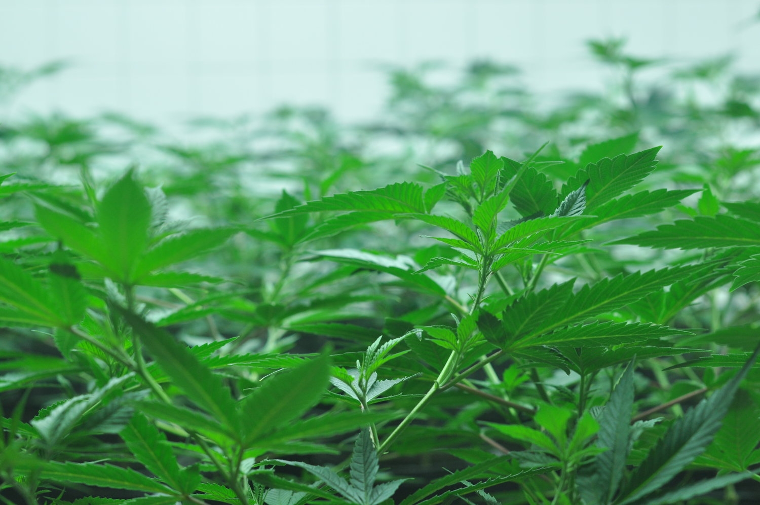 5 Best Weed Dispensaries in Vermont