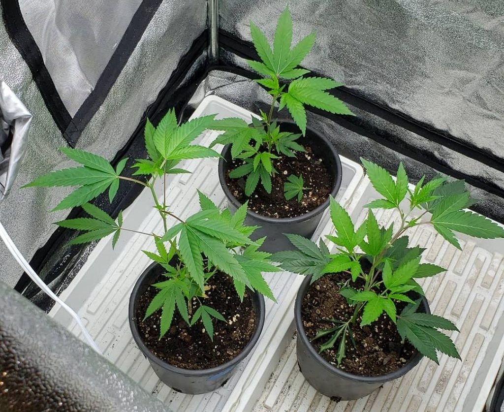 Growing In Pots Vs. The Ground, Which Is Better?