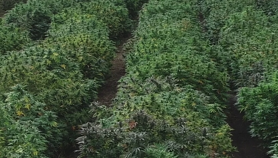 Boston Hemp: Founded With Great Intention, From A Place Close To The Heart