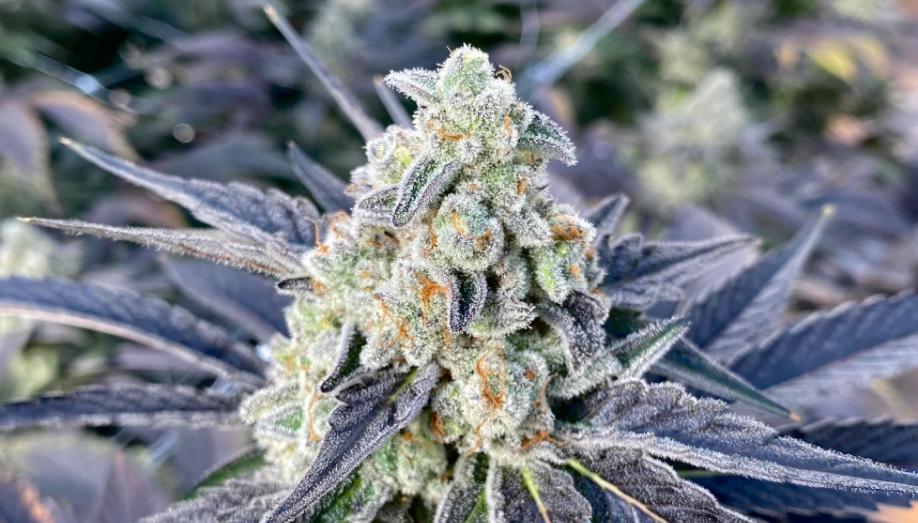 TICAL Brand: Wu-Tang’s Method Man