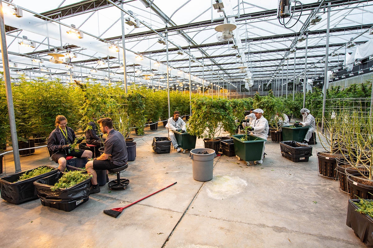 Stonerpedia: What Is The Marihuana Tax Act of 1937?