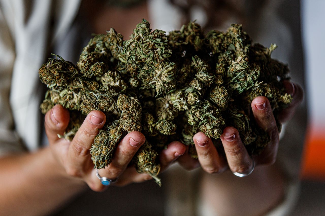 The Best Sativa Strains For Energy 2025