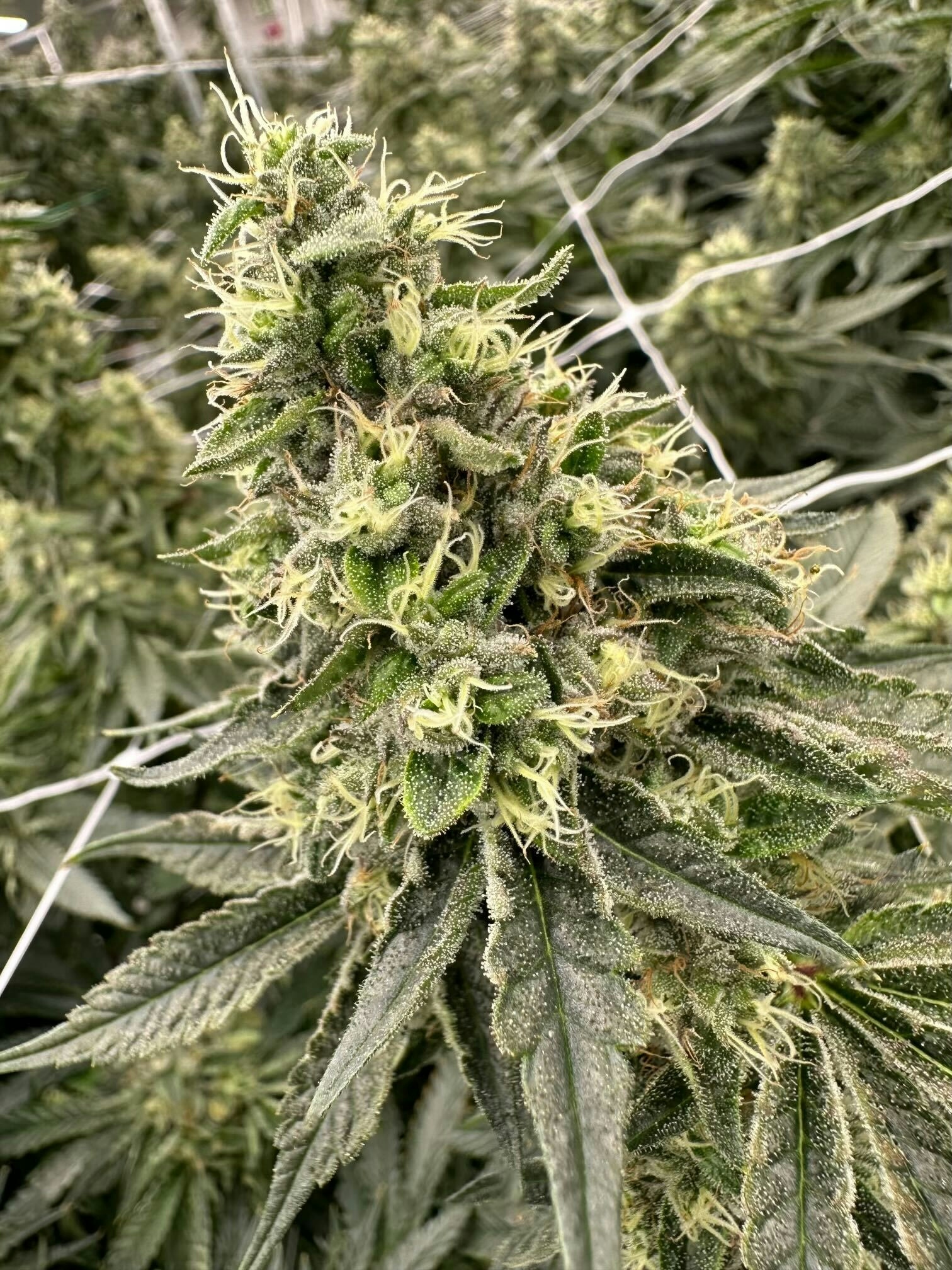 The Best Strains For Fall 2024