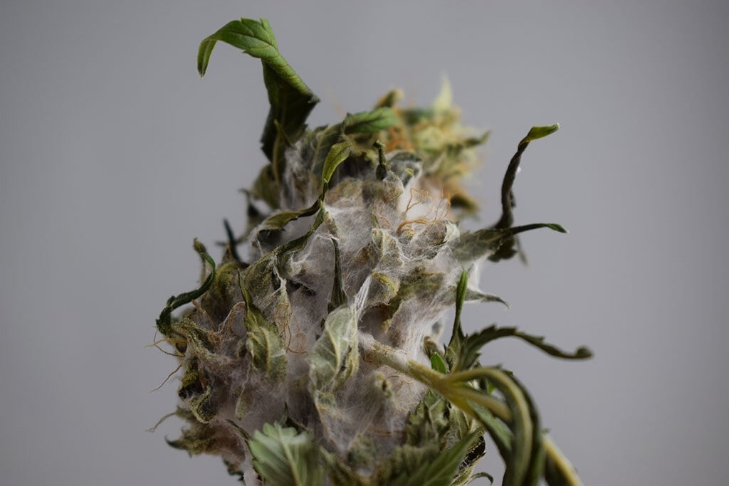 Here’s What Moldy Weed Looks Like