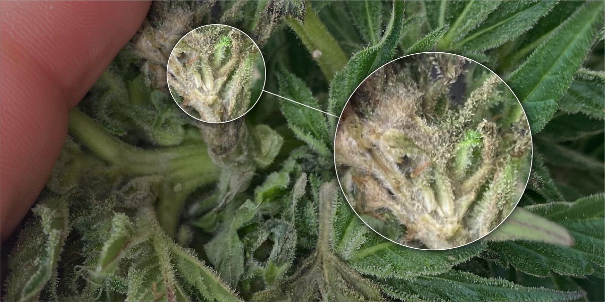Here’s What Moldy Weed Looks Like