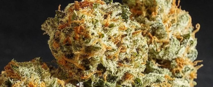 Strain Sense: The Weirdest Strain Names In The World