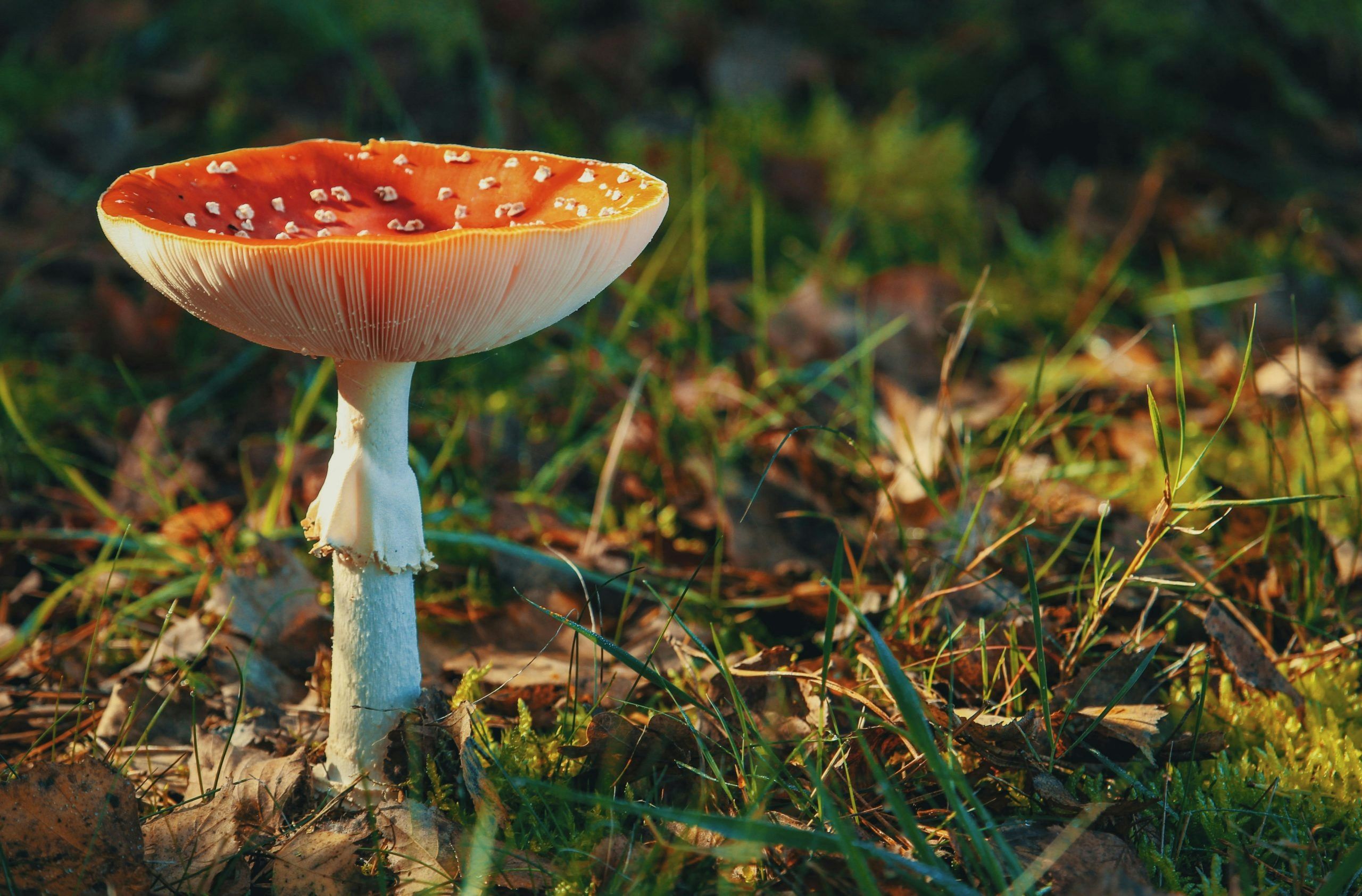 Can You Smoke Shrooms? Dangers And Effects