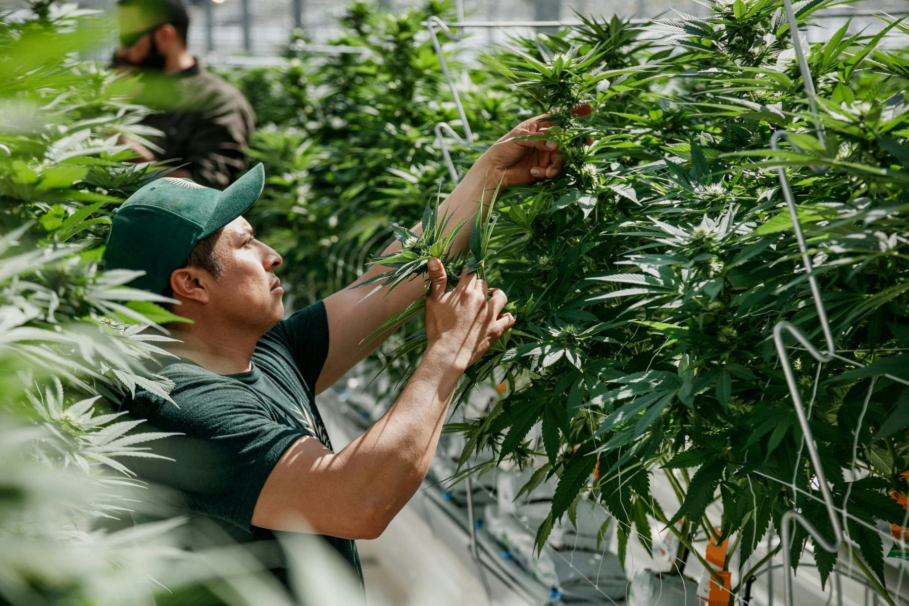 The Herbalist: Pure Sunfarms Grows Pure & Potent Cannabis Rooted In British Columbia