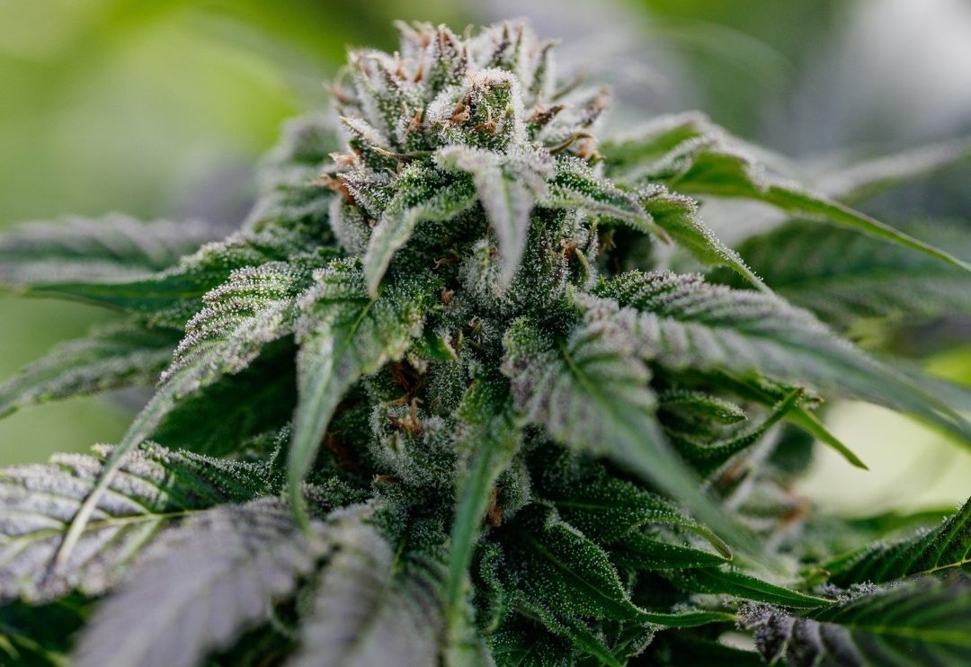 The Herbalist: Pure Sunfarms Grows Pure & Potent Cannabis Rooted In British Columbia