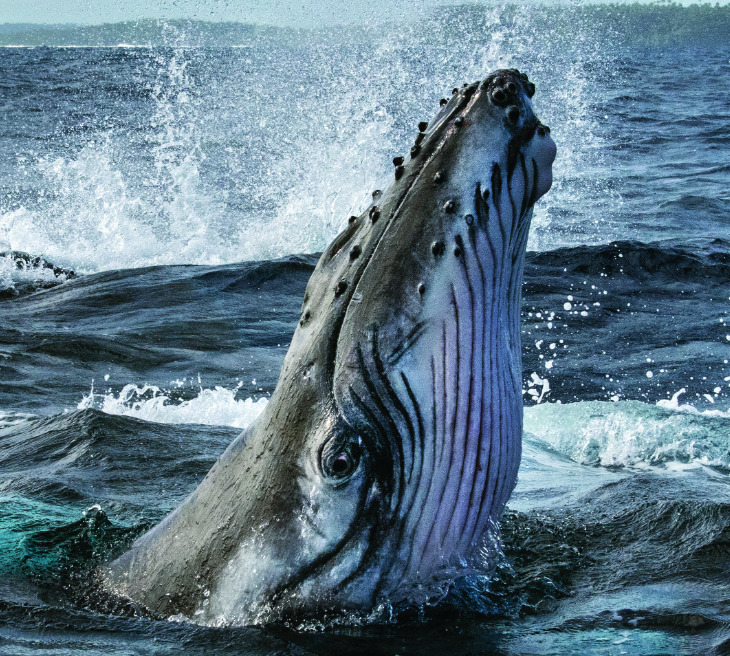 Movies & Munchies: The Best Things To Watch On Disney+