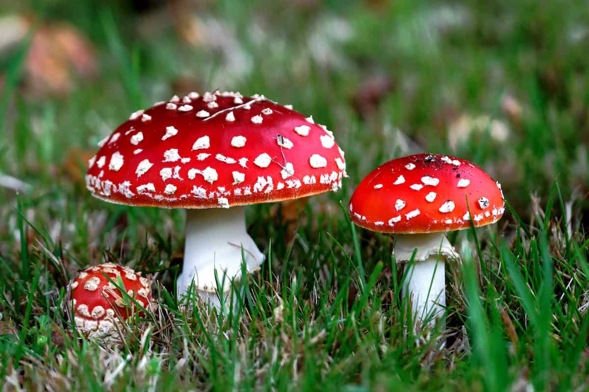 The Best Magic Amanita Mushroom Gummy Options To Try In 2025