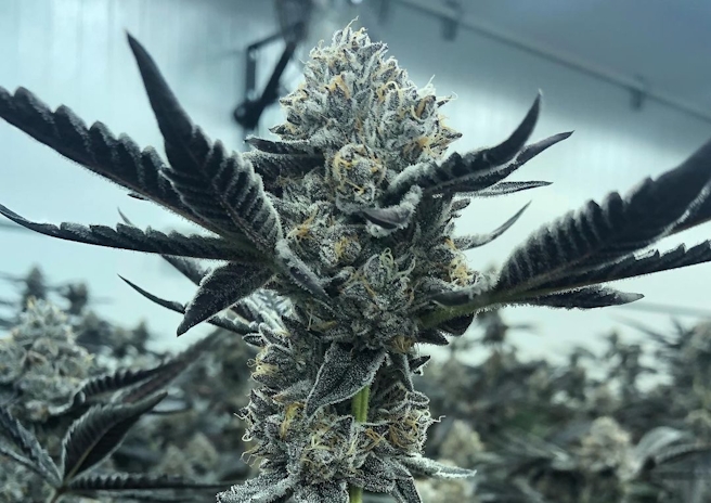 Ember Valley Produces Flawless Flower In Shasta County