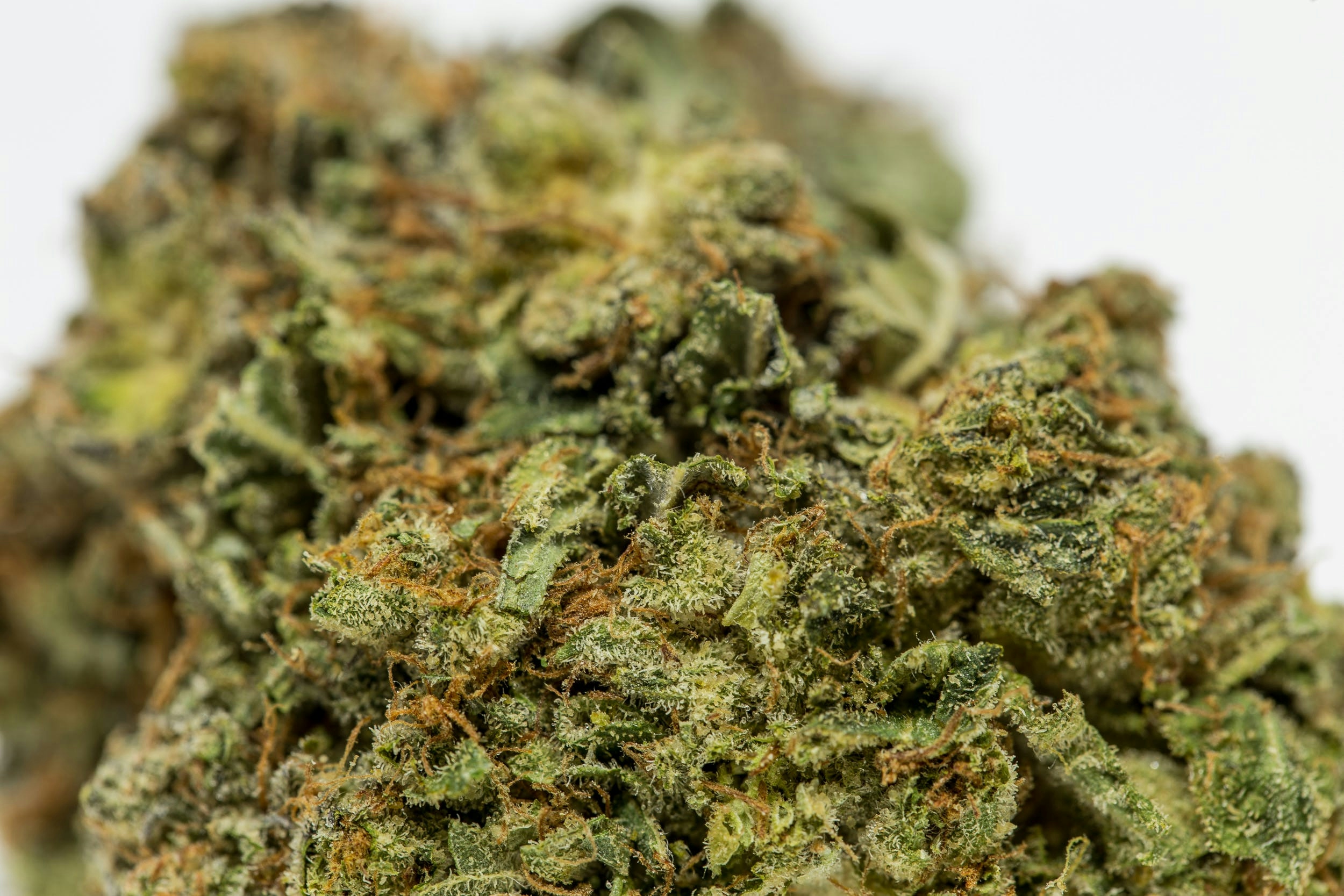 Strains Sense: 10 Weed Strains For Stargazing In The Great Outdoors