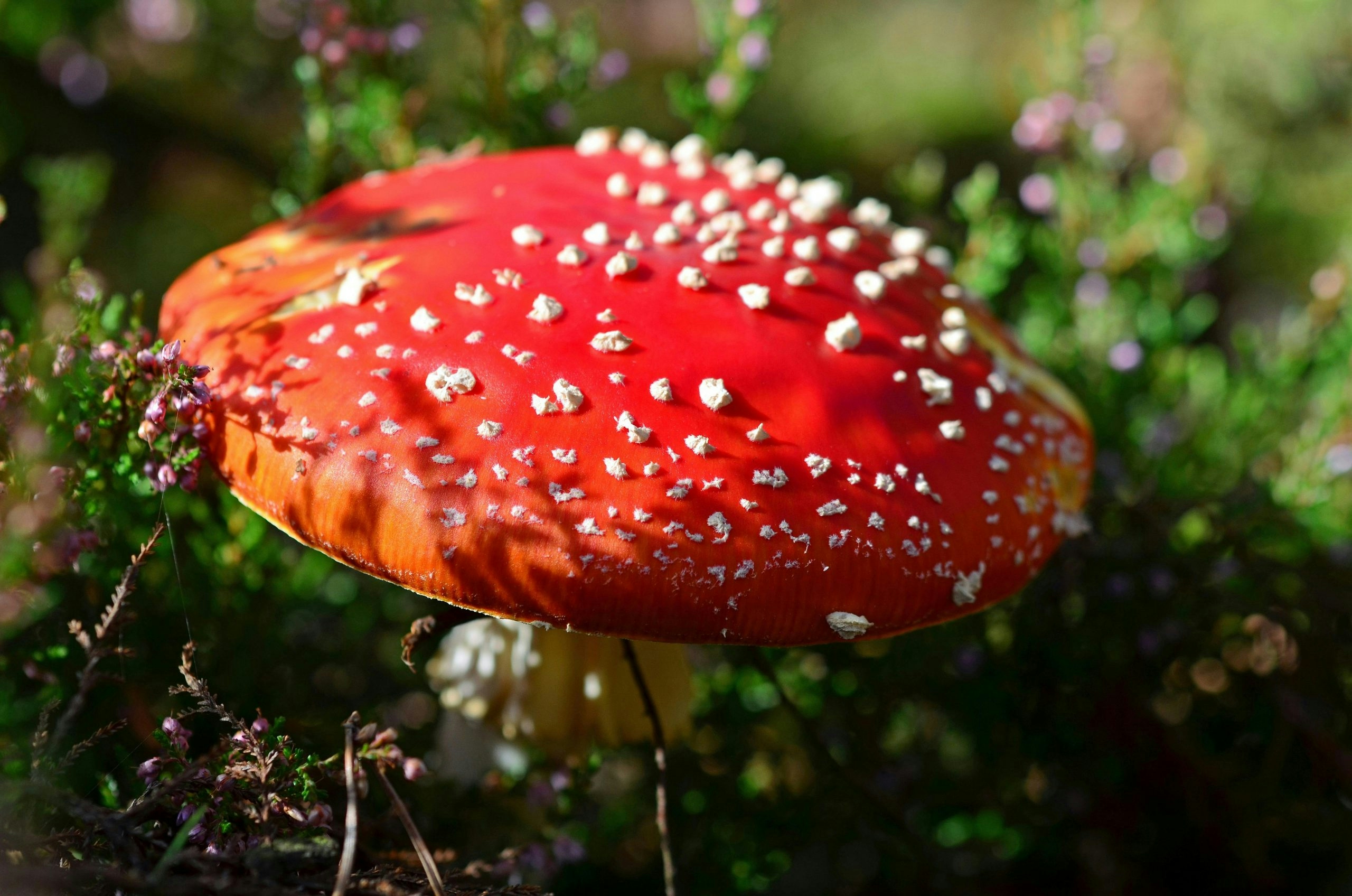 The Best Magic Amanita Mushroom Gummy Options To Try In 2025