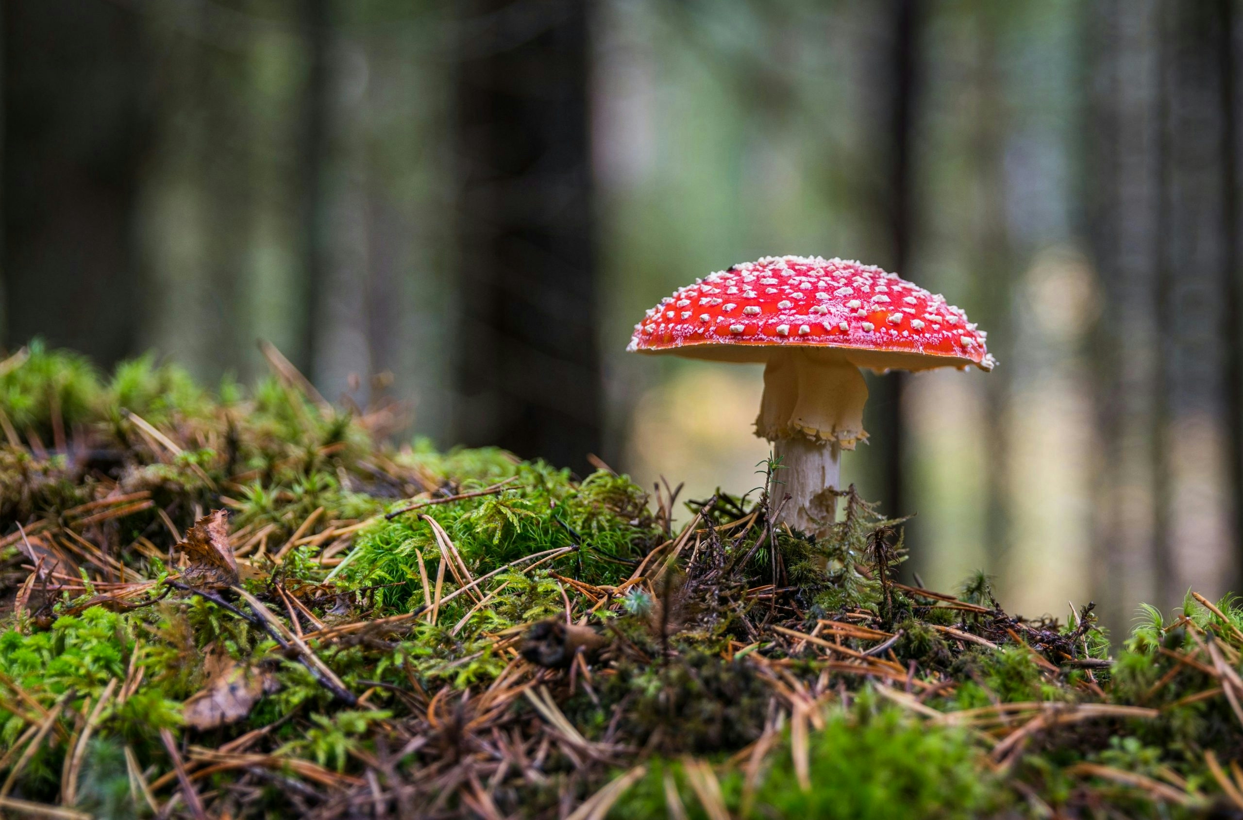 The Best Magic Amanita Mushroom Gummy Options To Try In 2025