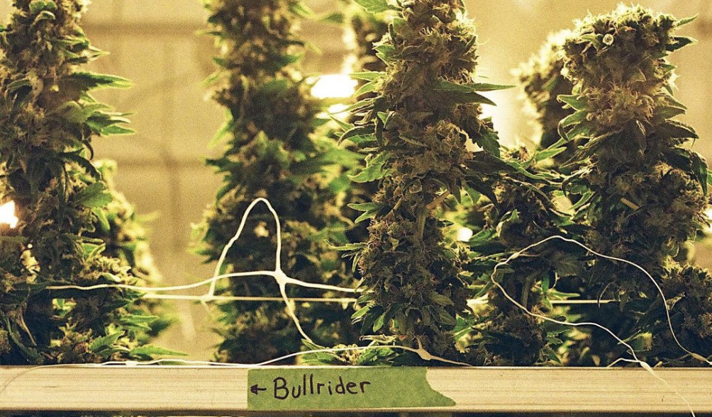 The Herbalist: Bullrider, Drake & Noah “40” Shebib’s Co-Owned Cannabis Brand