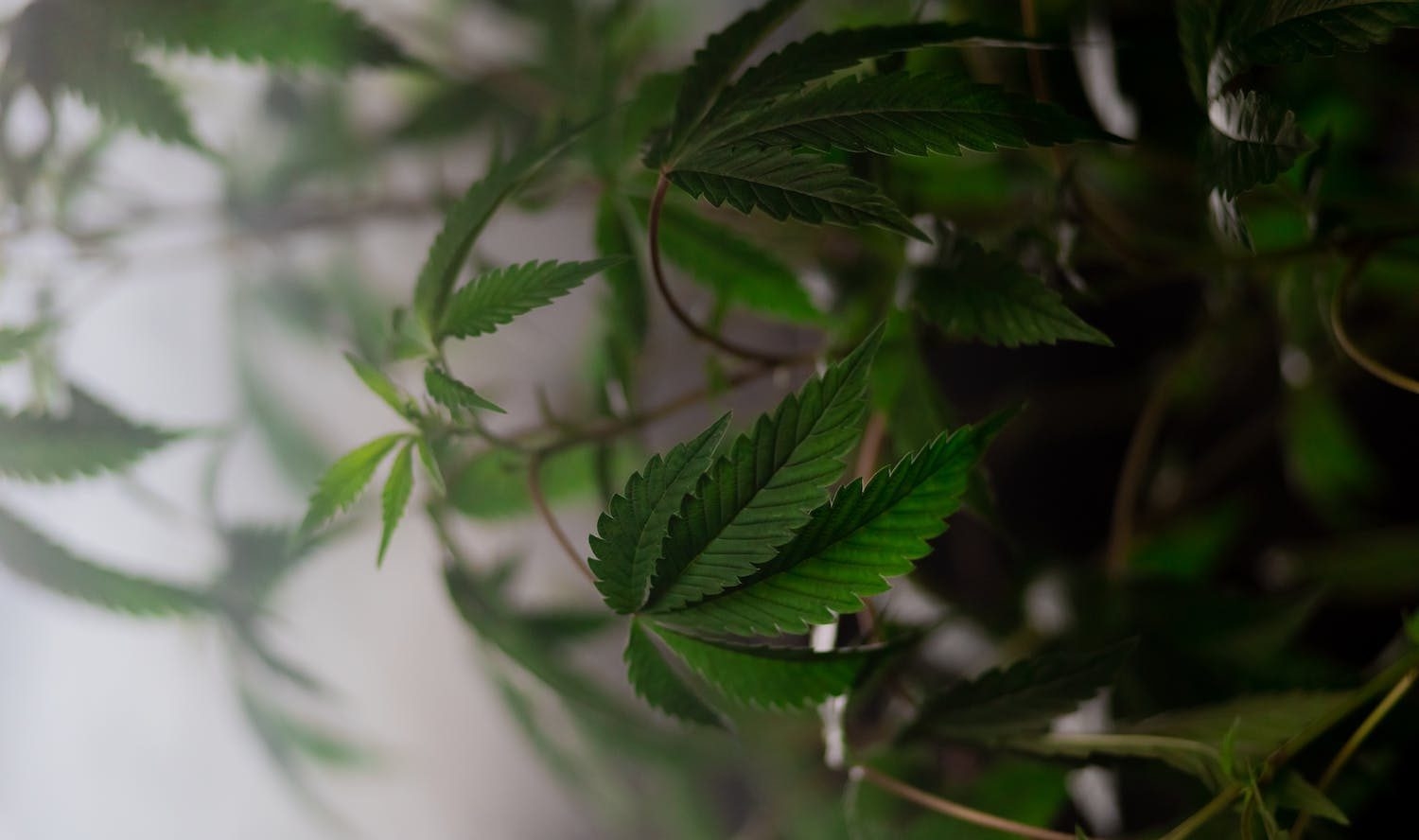 What Is Delta 11 THC? What You Must Know