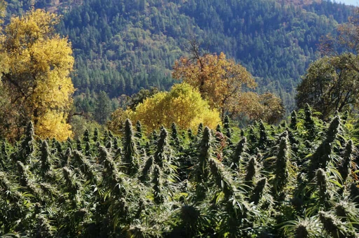 Siskiyou Sungrown Is Taking The Future Of Cannabis Medicine To New Heights