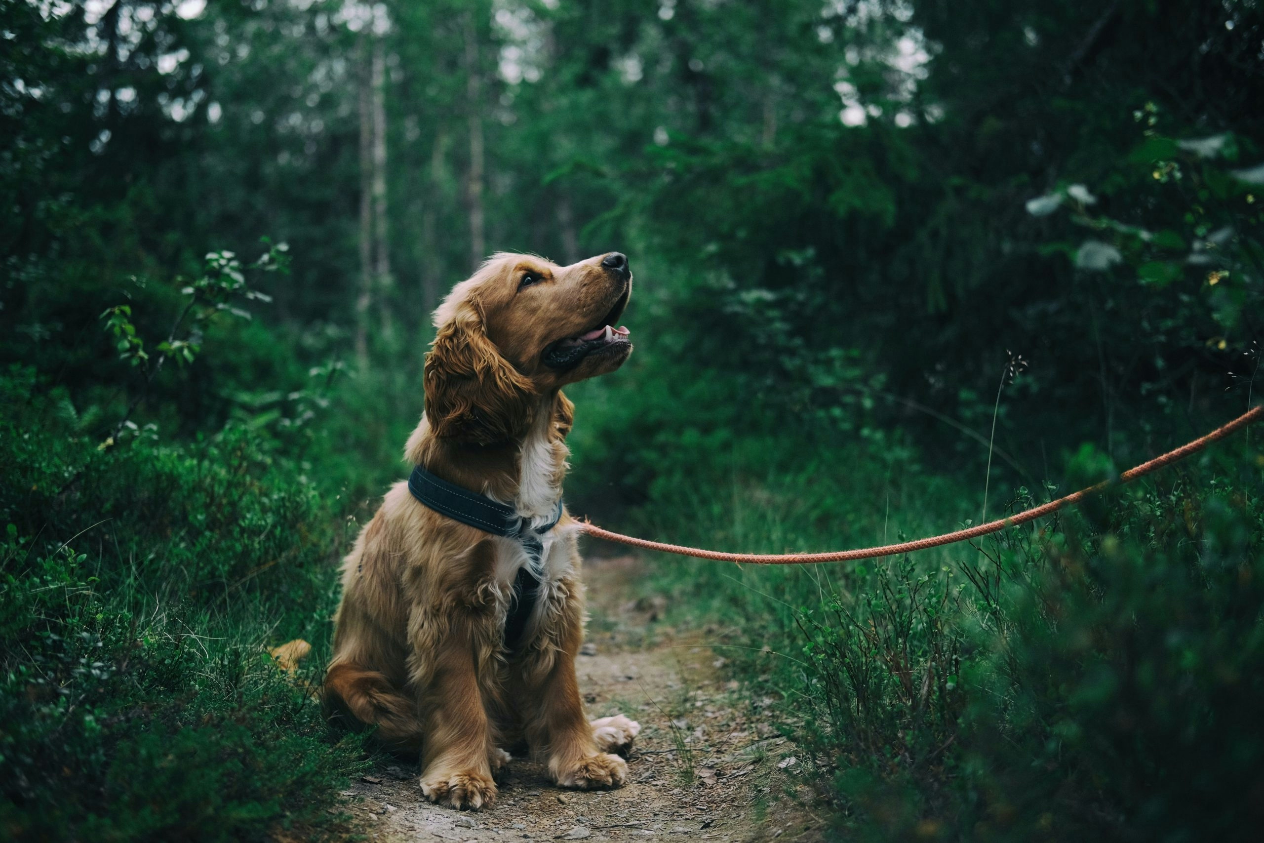 CBD Dog Treats For Anxiety: 5 Products To Calm Your Bestie