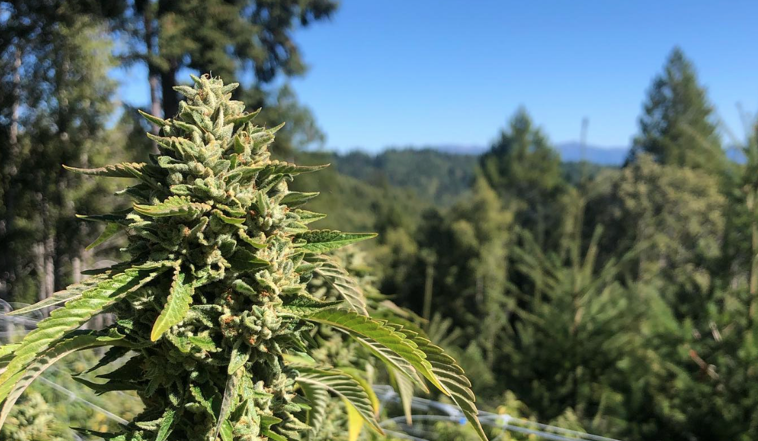 Pink Runtz cannabis cultivation featuring colorful buds and lush foliage