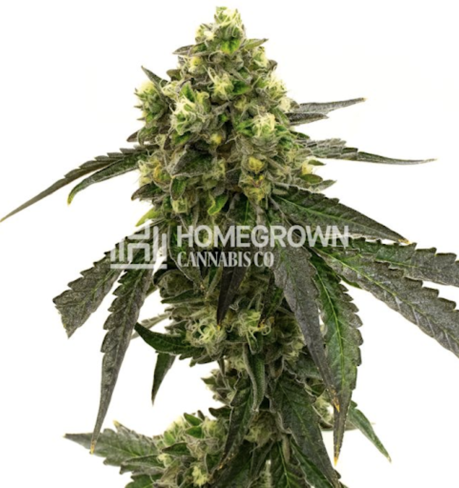 The Hemp Doctor Buttermilk Cookies THCA Flower