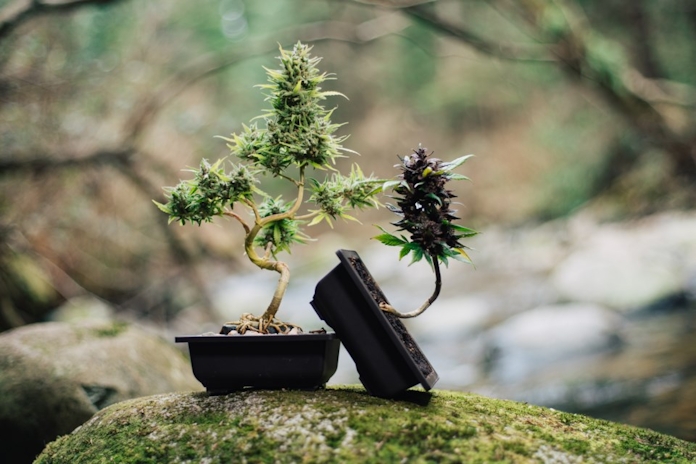 The Art of Growing Cannabis Bonsai