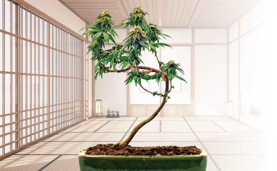 Cannabis Bonsai: What It Is & How To Grow One