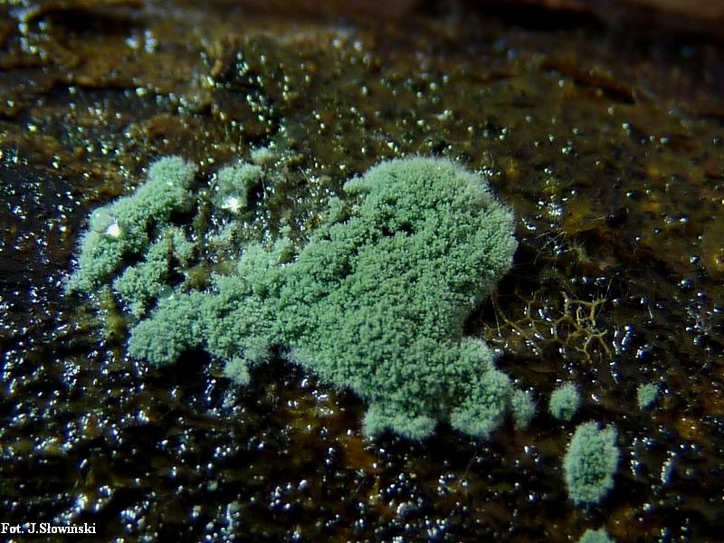 Trichoderma: The Fungi That May Be Missing From Your Cannabis Crop