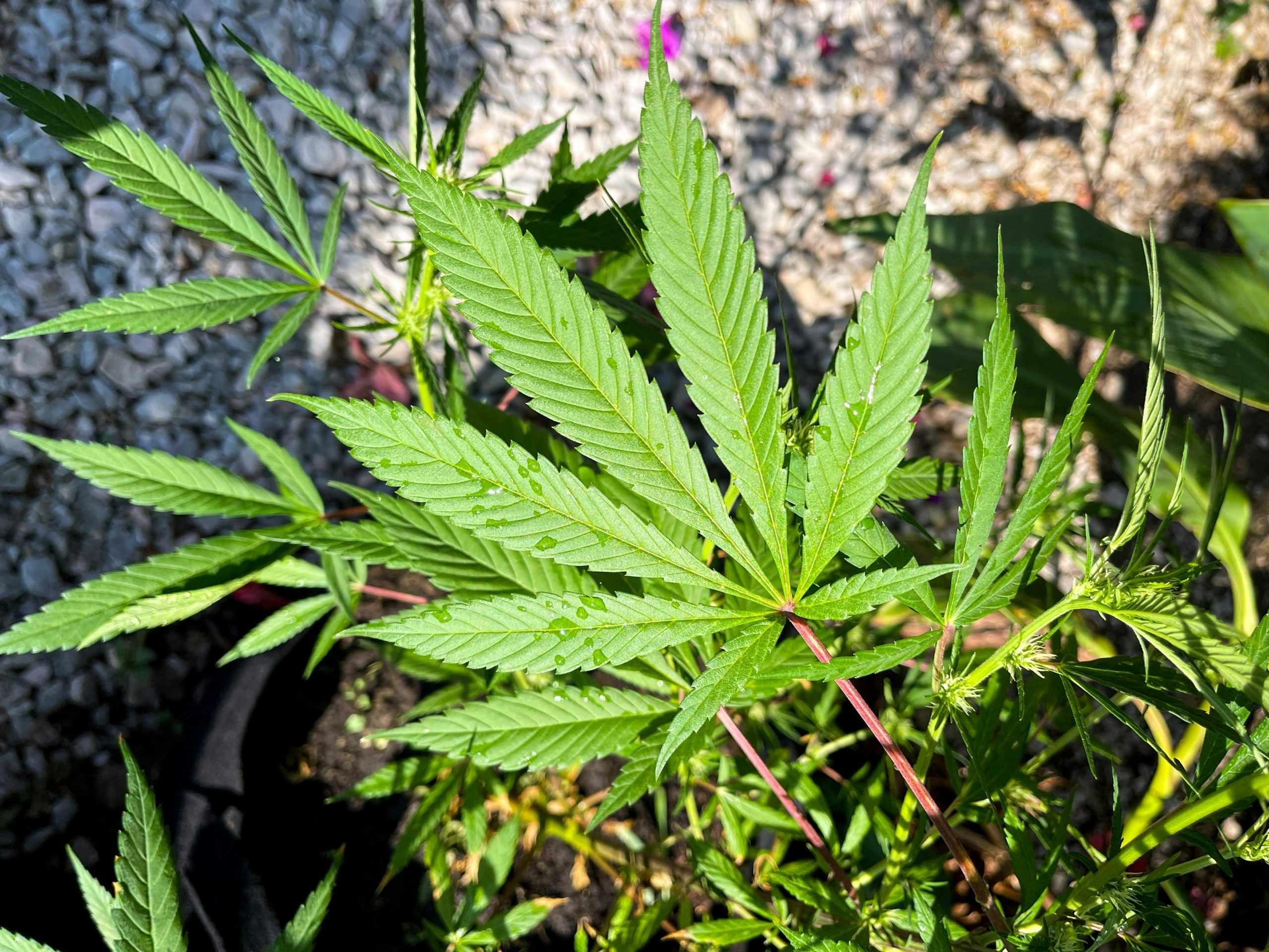 Coming Out In Colombia: A Latinx First Encounter With Cannabis