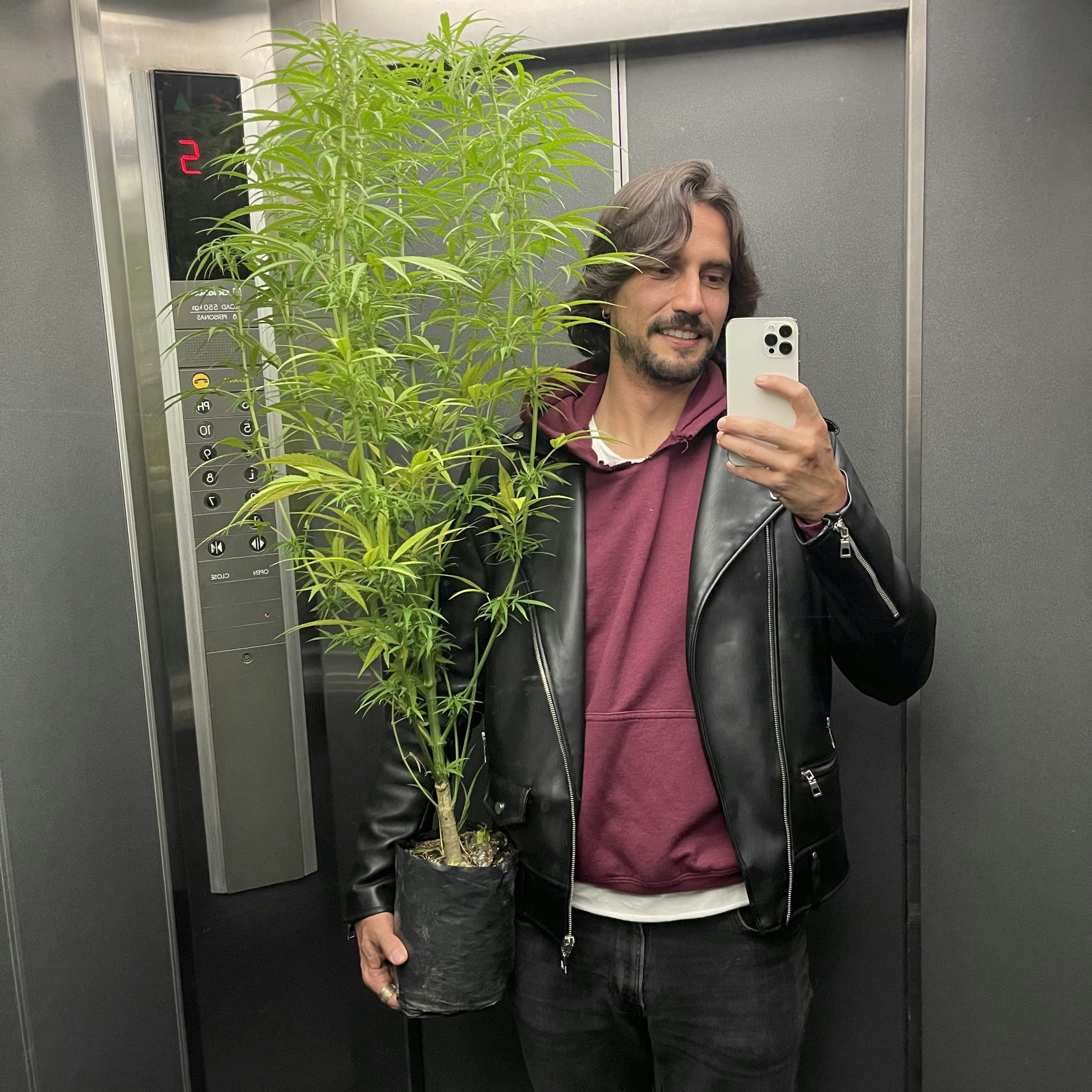 Coming Out In Colombia: A Latinx First Encounter With Cannabis