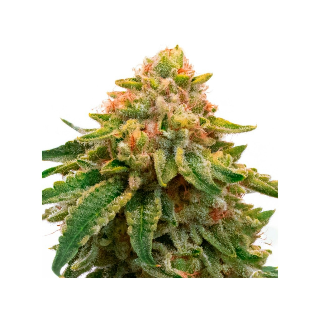 Orange Skunk Feminized Cannabis Seeds